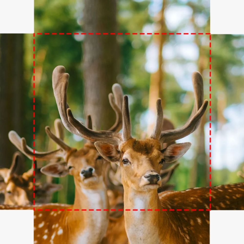 Deer Canvas
